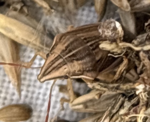 Bishop's Mitre Shield Bug