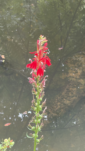 cardinal flower