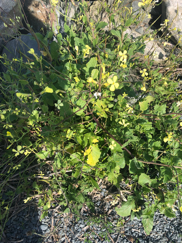Wild radish