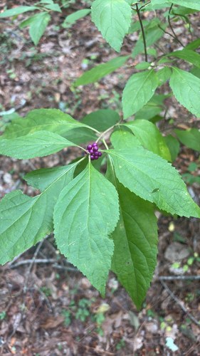 American beautyberry