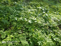 Aconitum leucostomum