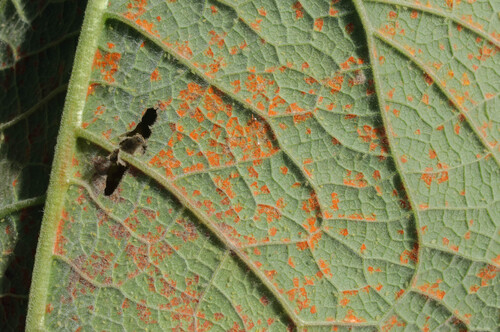 Coleosporium inulae