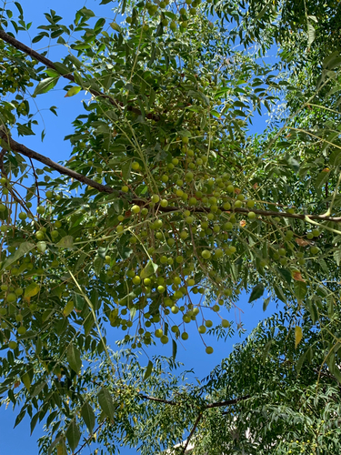 Chinaberry