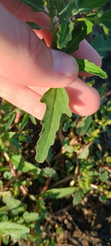 Fig-leaved Goosefoot