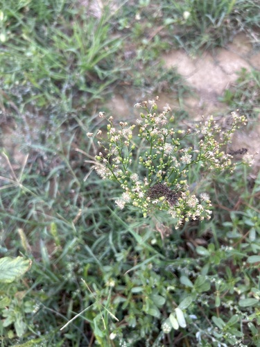 horseweed