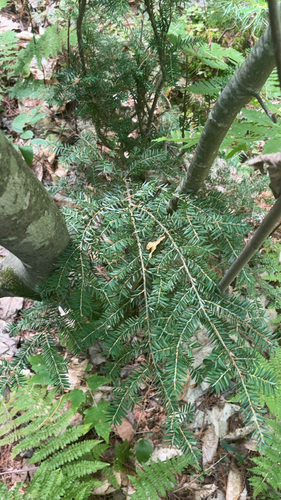 eastern hemlock