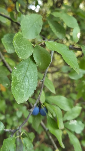 Blackthorn