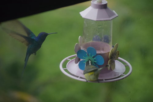 Swallow-tailed Hummingbird