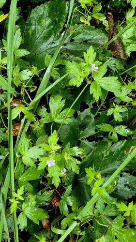 Geranium sibiricum, photograph 4