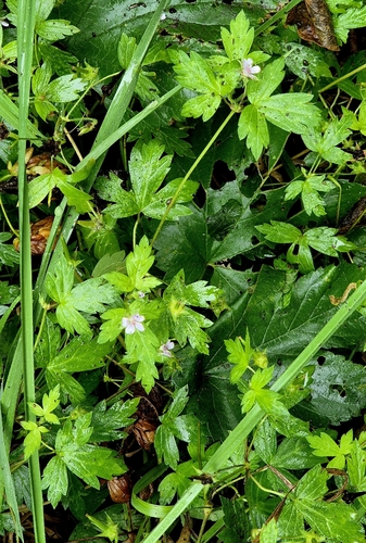Geranium sibiricum, photograph 5