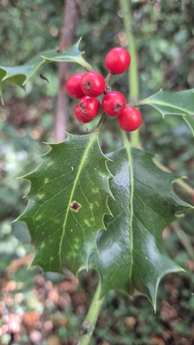European holly