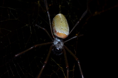 Nephila cornuta