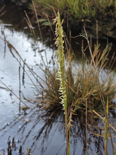 Sporobolus anglicus, photograph 1