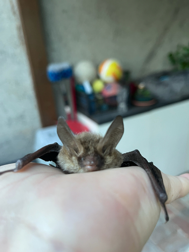 Bechstein's bat