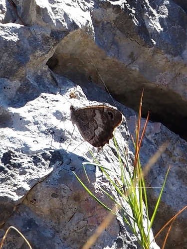 Tree Grayling