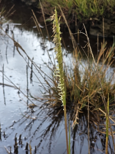 Sporobolus anglicus, photograph 2