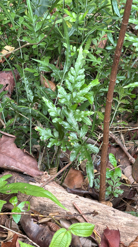 Pteris ensiformis observed 2026-09-16