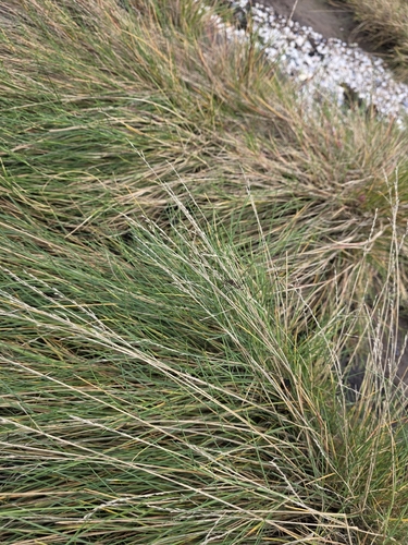 Puccinellia maritima observed 2026-09-16