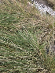 Puccinellia maritima