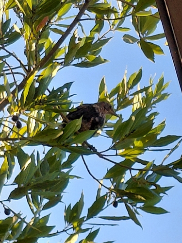 Eurasian Blackbird