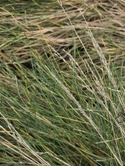 Puccinellia maritima, photograph (c) Matthew Flood, some rights reserved (CC BY)