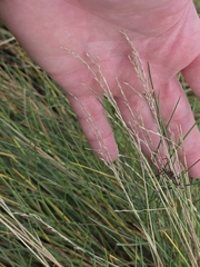 Puccinellia maritima, photograph (c) Matthew Flood, some rights reserved (CC BY)