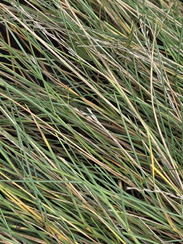 Puccinellia maritima, photograph 5