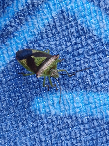 Hawthorn Shield Bug