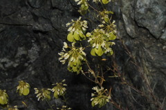 Odontarrhena lesbiaca