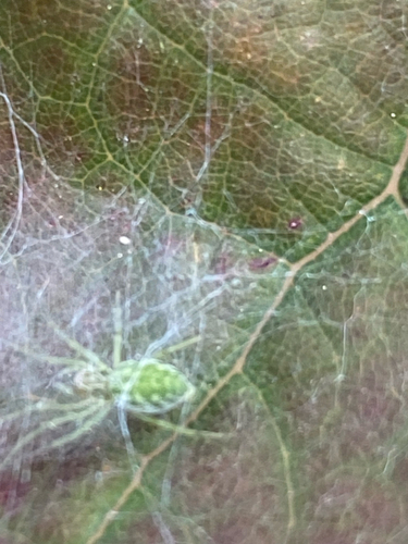 Green Meshweaver