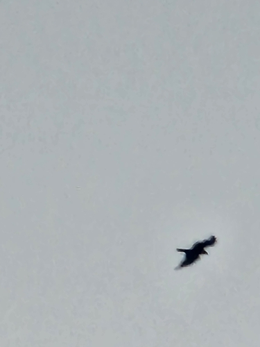 Black Kite
