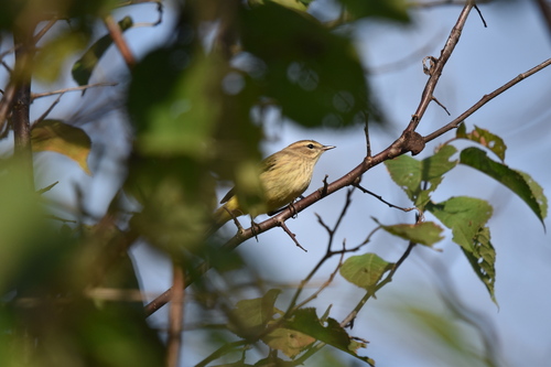 Palm Warbler