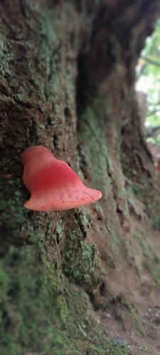 Beefsteak Polypore