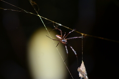 Nephila cornuta