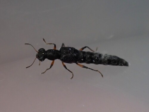 Stenus cicindeloides observed 2026-09-16
