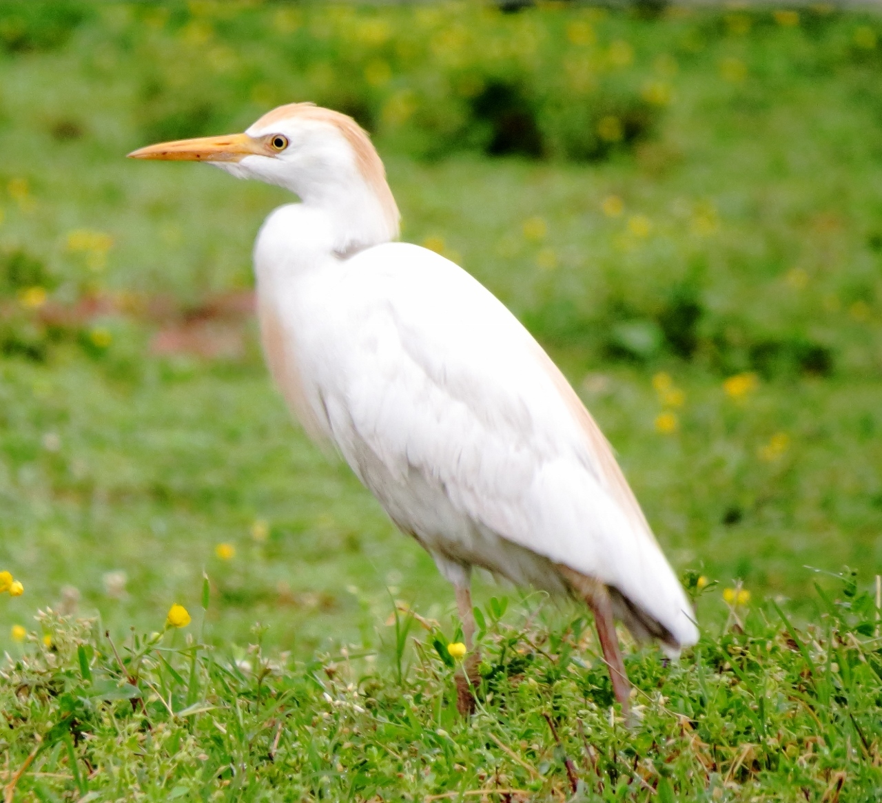 Cattle Egret - Bubulcus ibis - NatureWorks