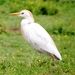 Cattle Egret - Photo (c) Bill Carrell, some rights reserved (CC BY-NC-ND), uploaded by Bill Carrell