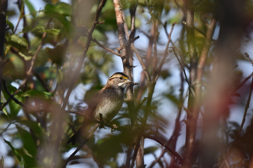 White-throated Sparrow