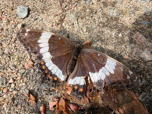 Red-spotted Admiral