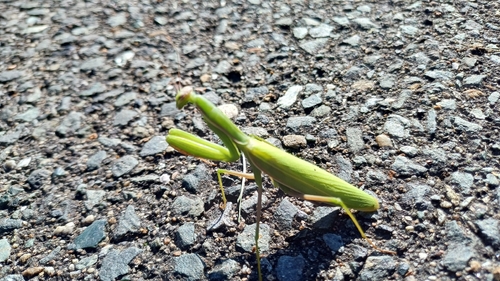 European Mantis