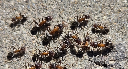 Small-headed tree ant