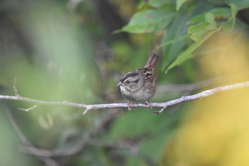Swamp Sparrow