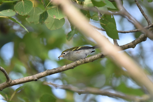 Chestnut-sided Warbler