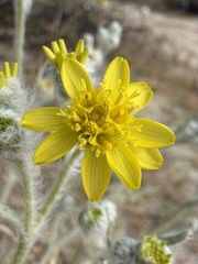 (c) Matt Berger, some rights reserved (CC BY) Baileya pauciradiata, photograph (c) Matt Berger, some rights reserved (CC BY)