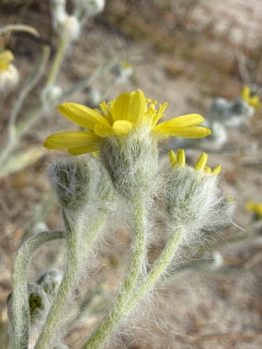 Baileya pauciradiata, photograph 3