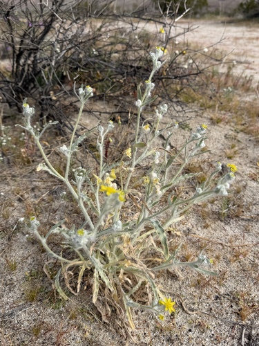 Baileya pauciradiata, photograph 1