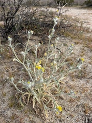 Baileya pauciradiata