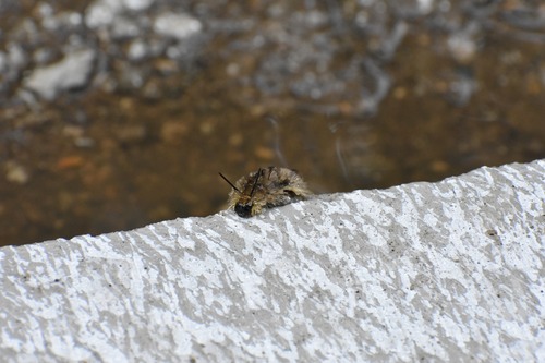 Banded Tussock Moth