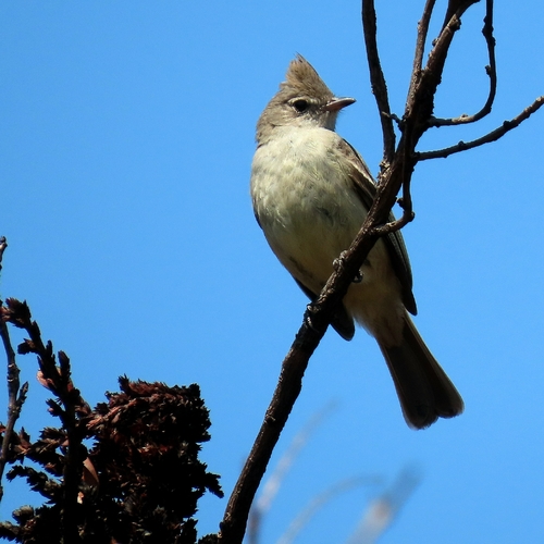 Plain-crested Elaenia