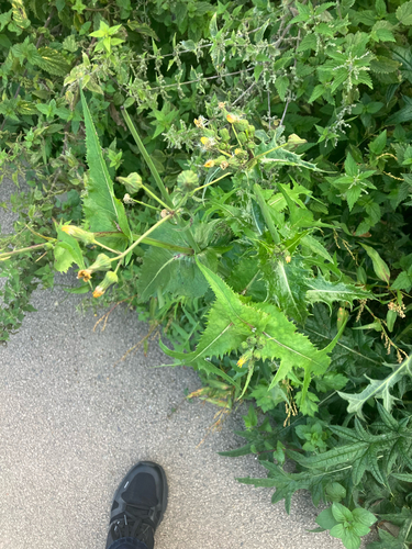 prickly sowthistle